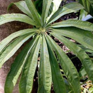 Anthurium polydactylum