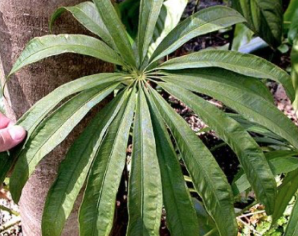 Anthurium polydactylum