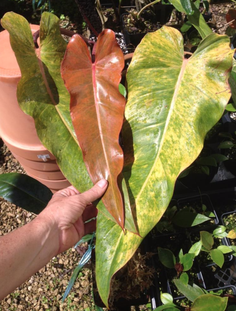 Philodendron 'Orange Marmalade' NSE Tropicals