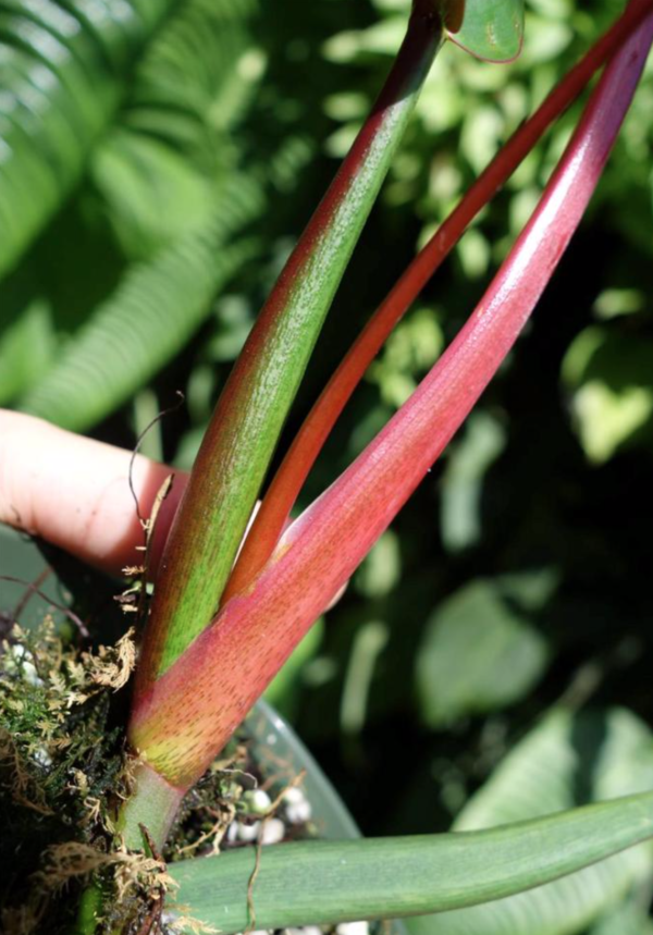Philodendron bicolor - Image 2