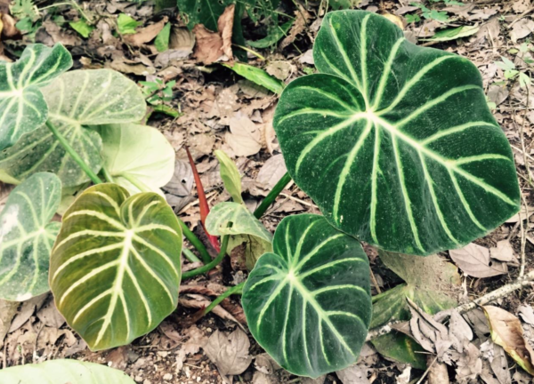 Philodendron luxurians