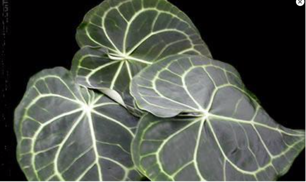 Anthurium clarinervium - NSE Tropicals