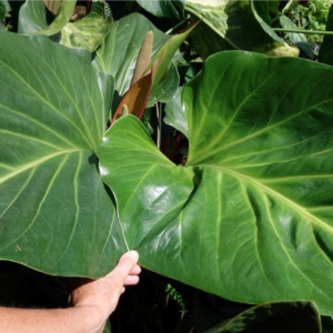 Anthurium mancuniense