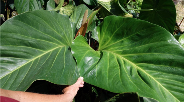 Anthurium mancuniense