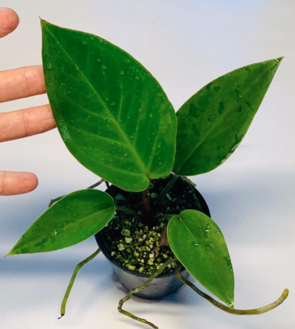 Anthurium mancuniense - Image 2