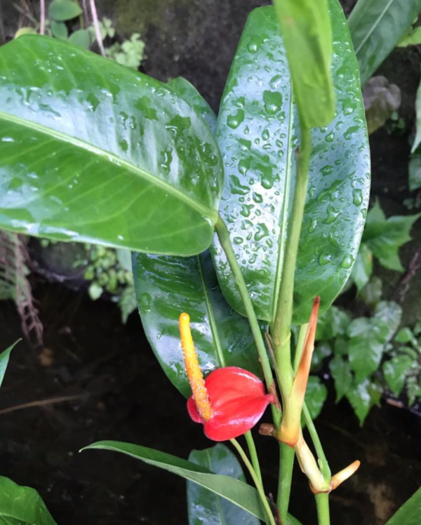 Anthurium vanderknaapii