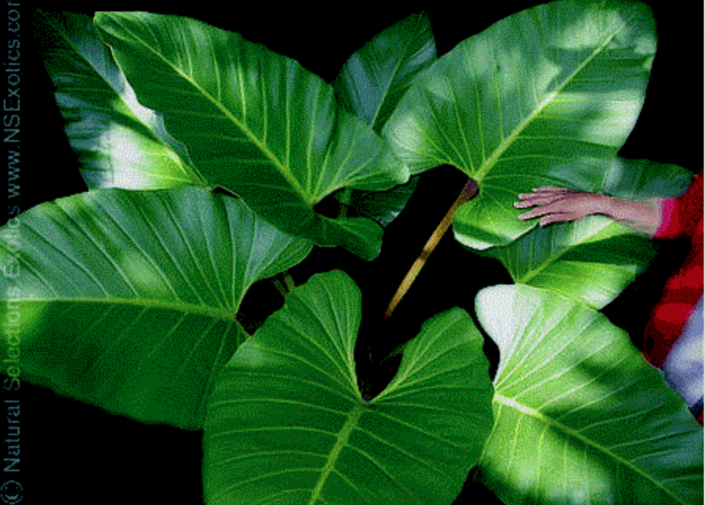 Philodendron melinonii - NSE Tropicals