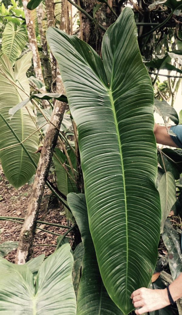 Philodendron sharoniae