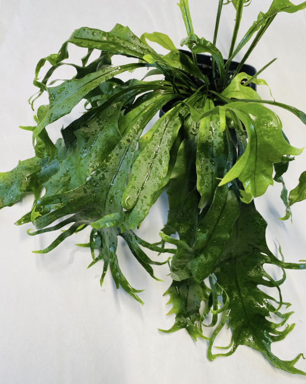 Microsorium 'Dragon's Whiskers'