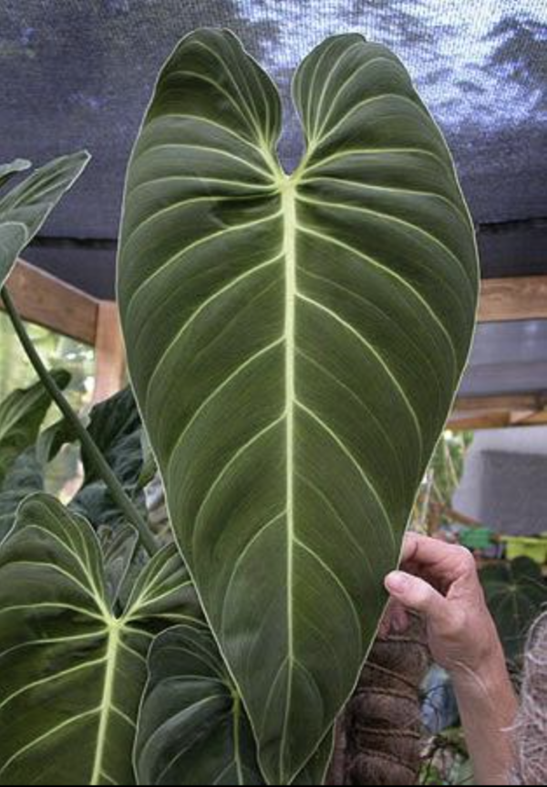 Philodendron melanochrysum
