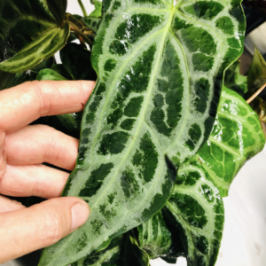 Anthurium 'Selby's Silver'