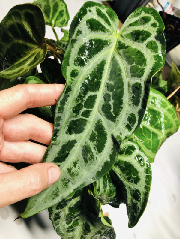 Anthurium 'Selby's Silver'
