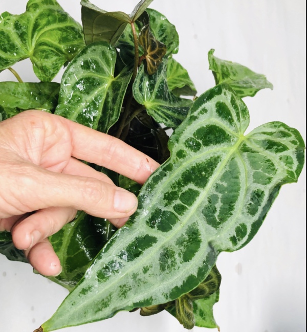 Anthurium 'Selby's Silver' - Image 2