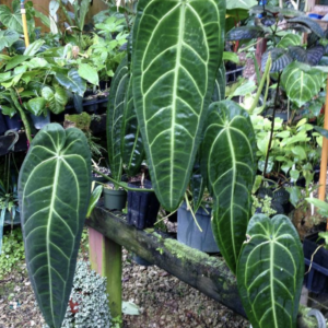 Anthurium warocqueanum green form