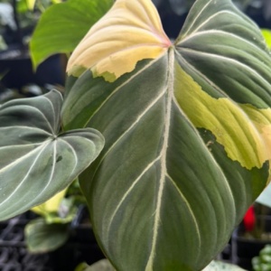 Philodendron gloriosum type 1
