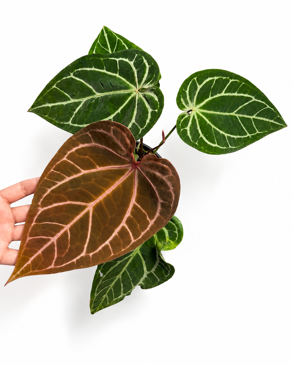 5692 Anthurium ‘Karma Widow’
