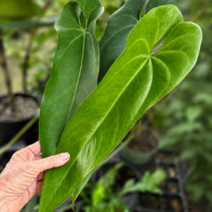 5 fresh seeds Anthurium verapazense