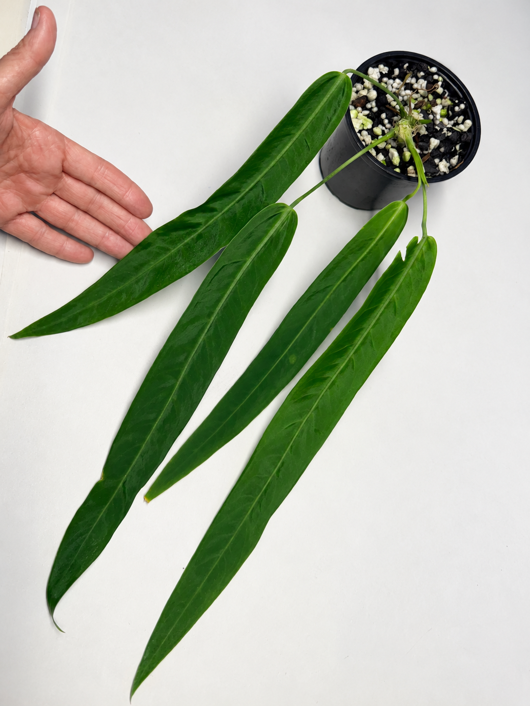 Anthurium pallidiiflorum - Image 2