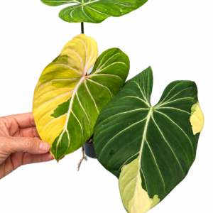 5765 Philodendron gloriosum type 1