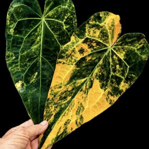 5672 Anthurium Fwooper