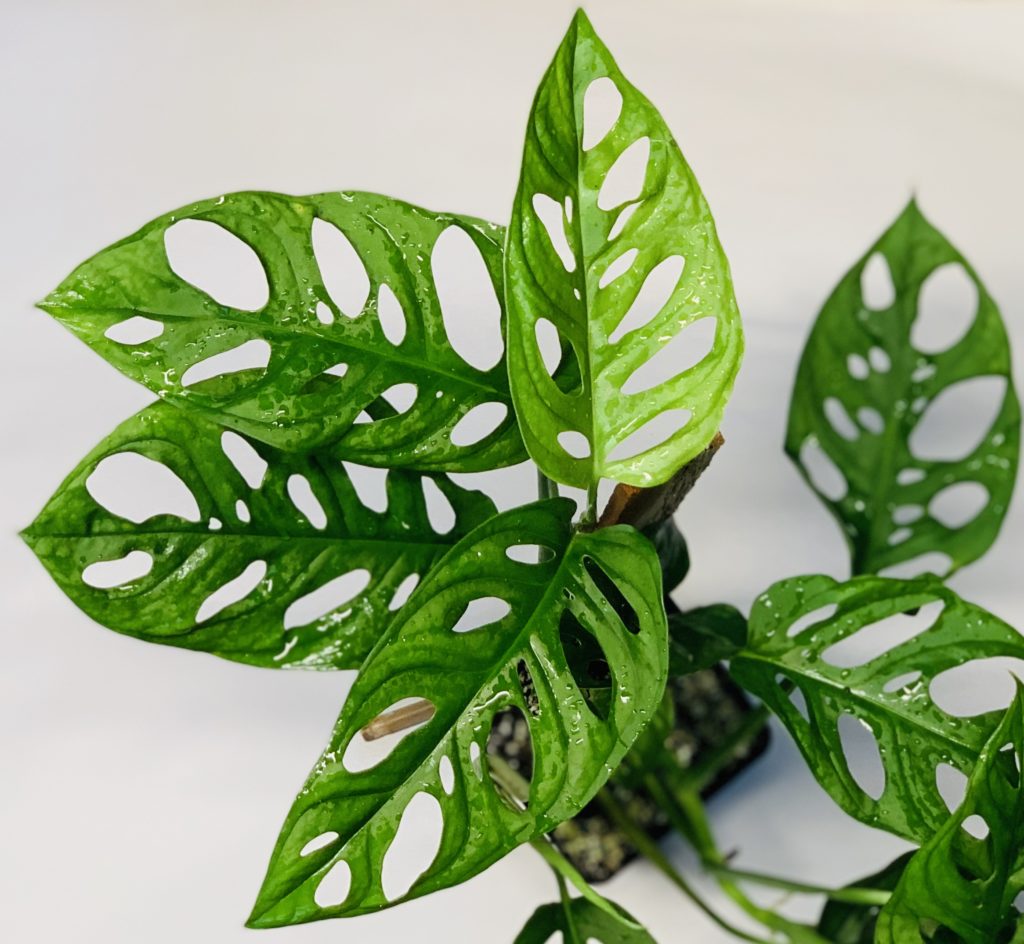 Monstera adansonii - NSE Tropicals