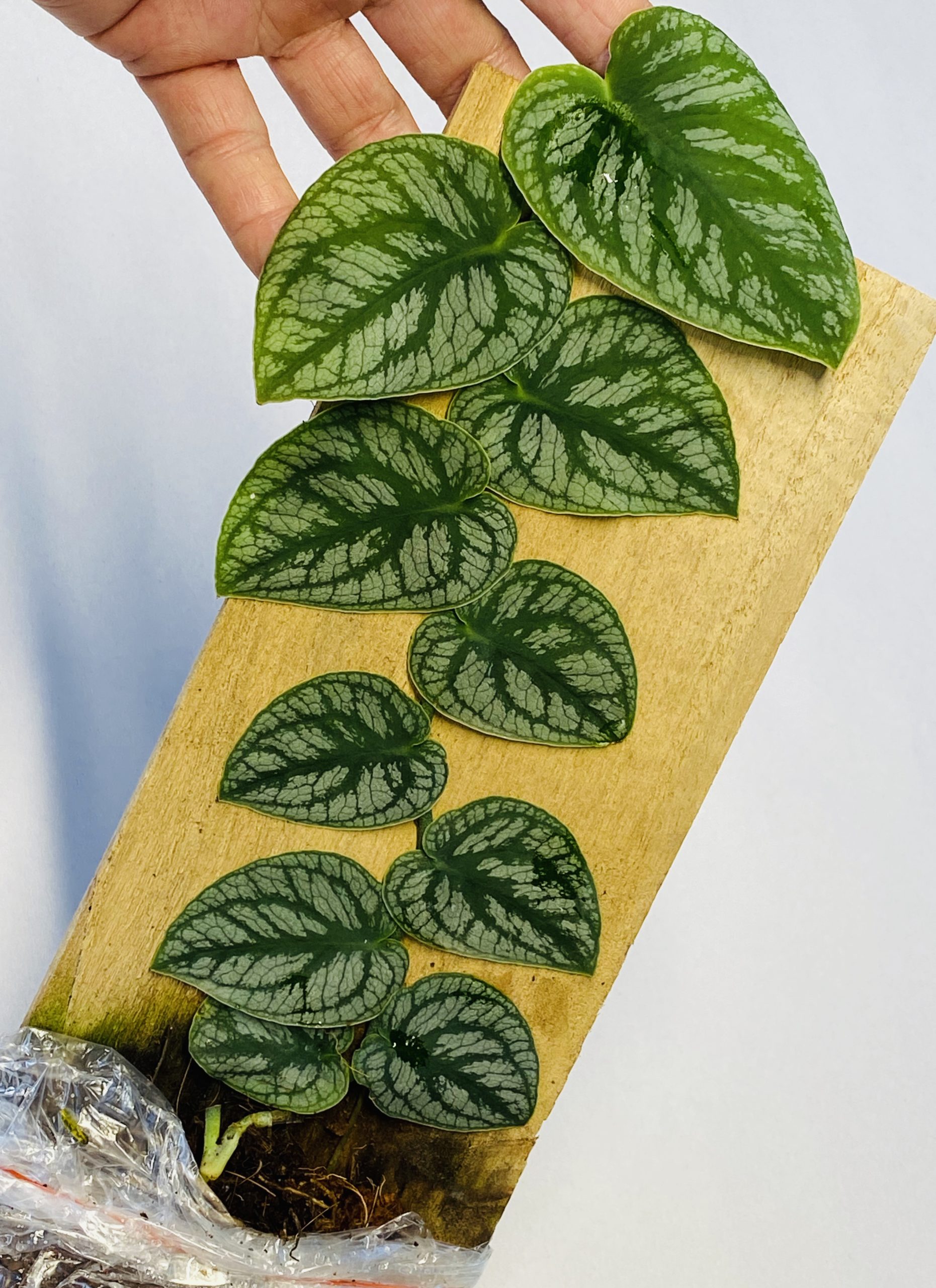 monstera dubia