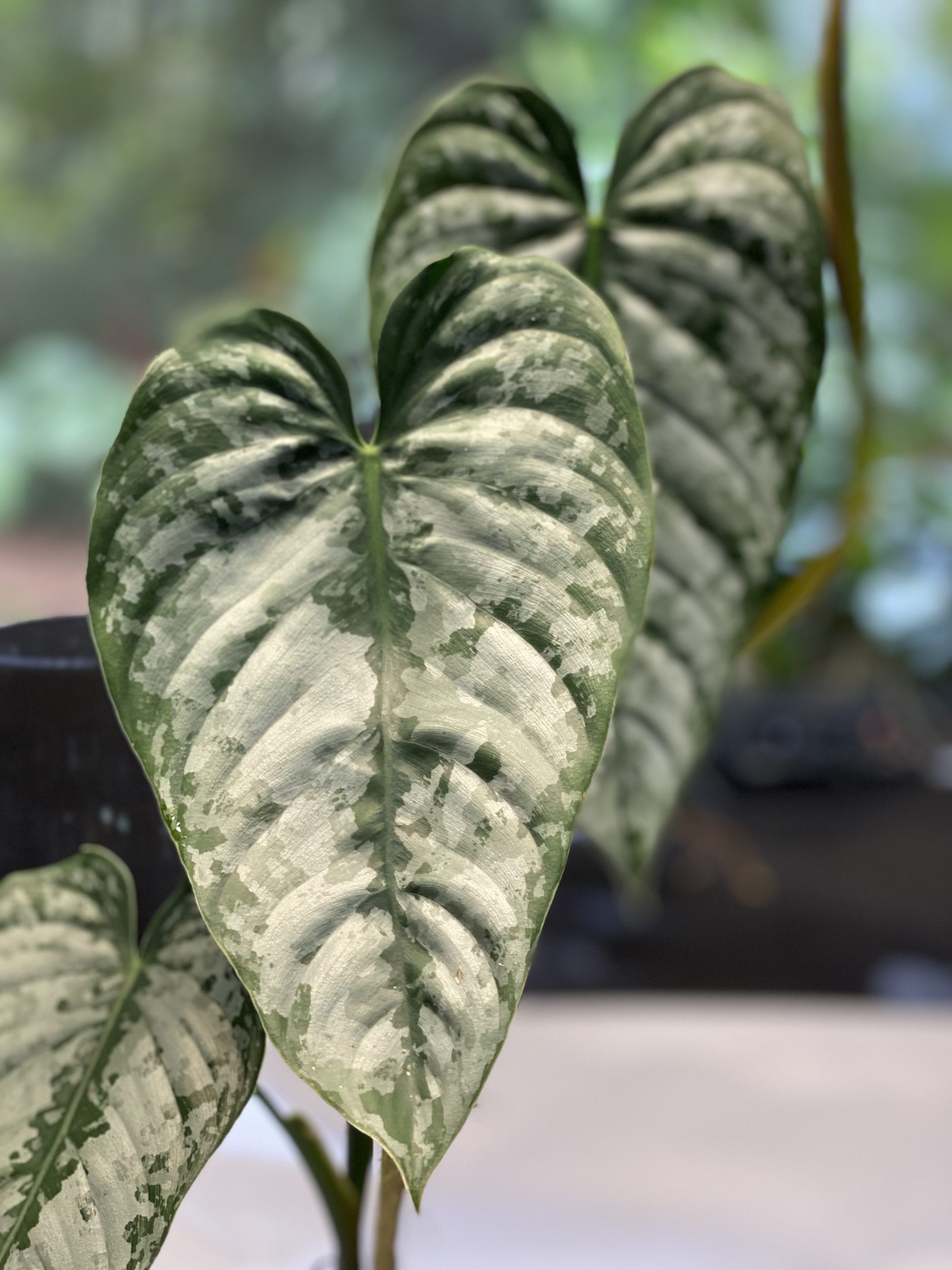 Philodendron Branditianum Nse Tropicals
