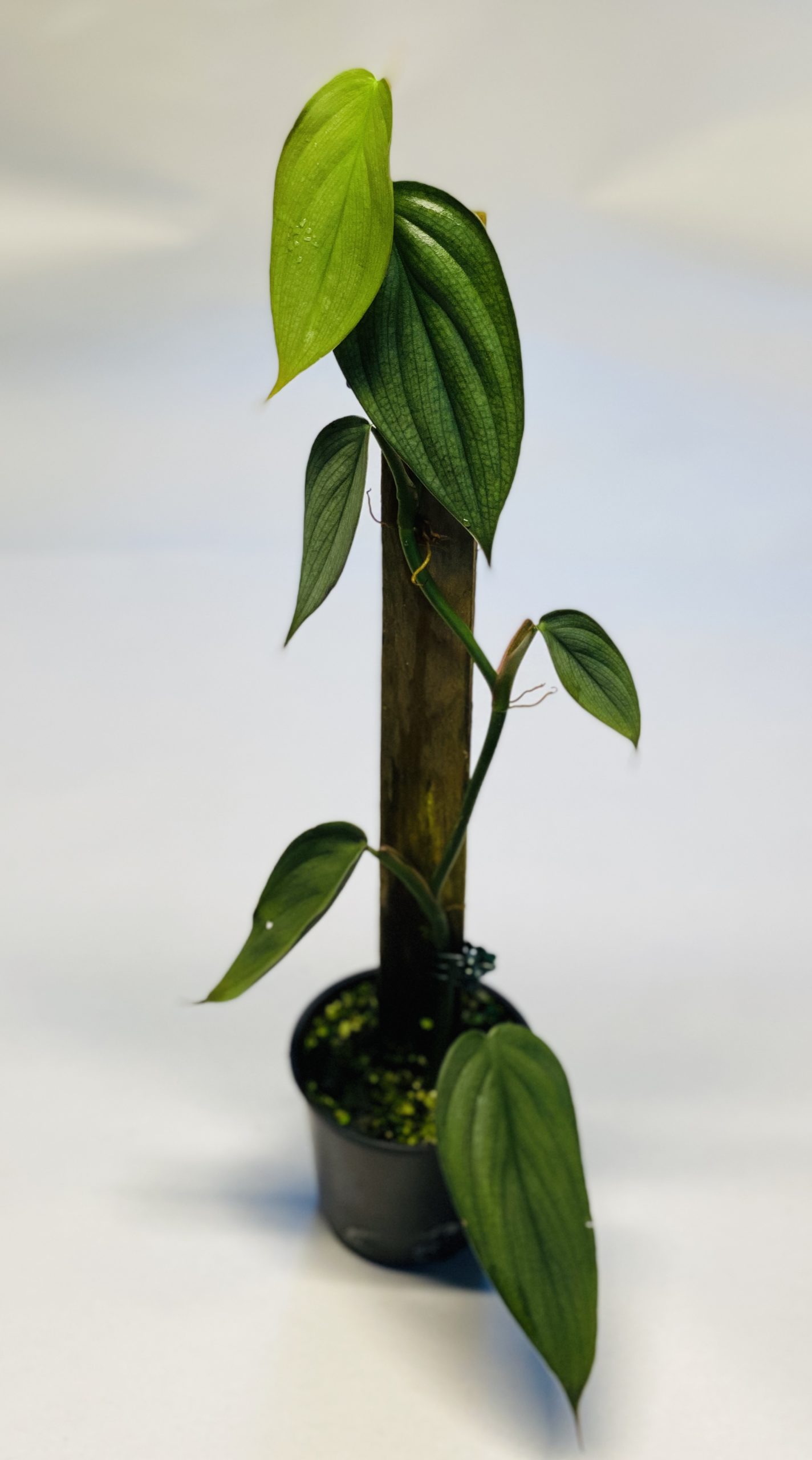 burle philodendron uncategorized