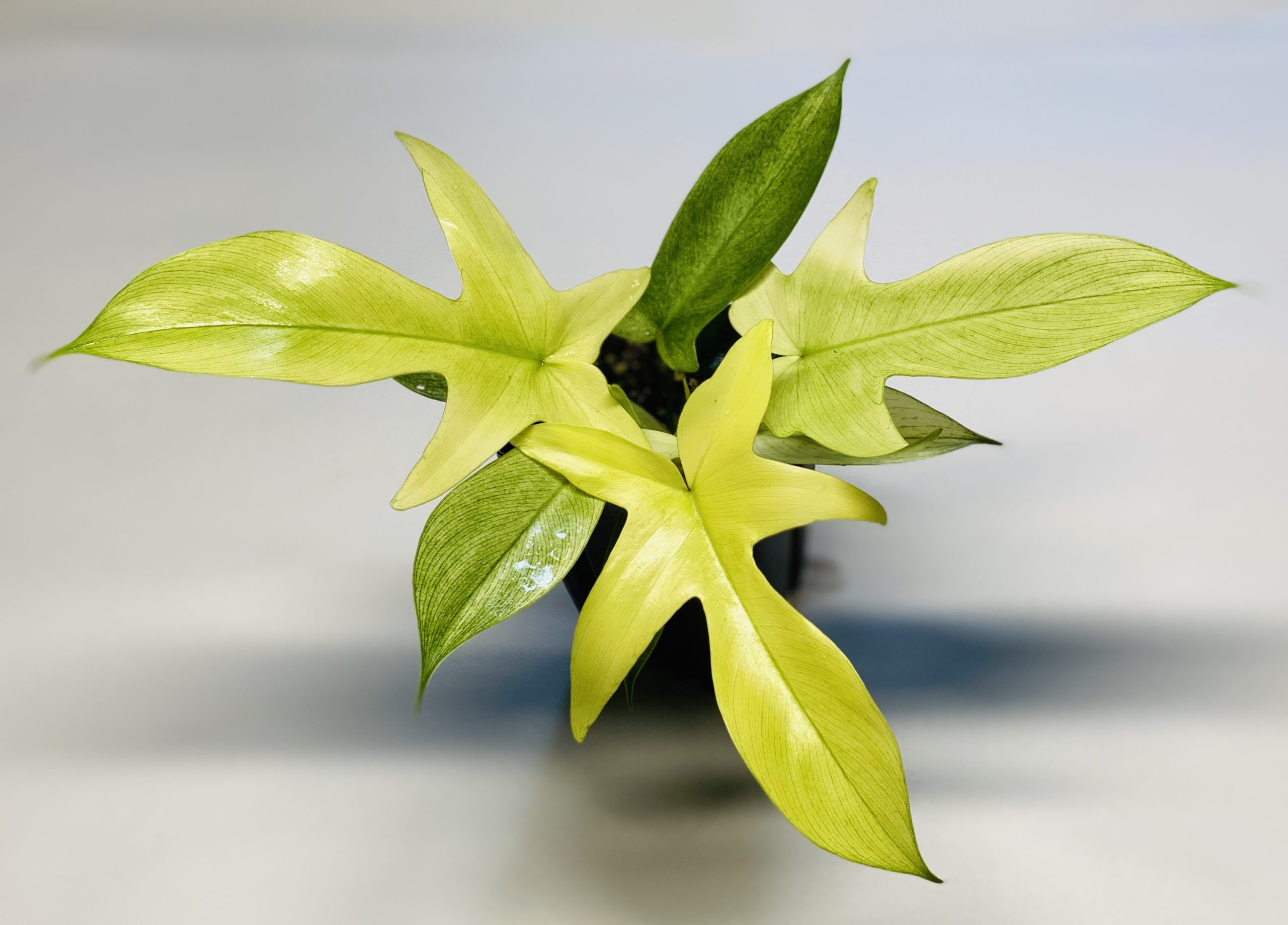 Philodendron �Florida ghost� NSE Tropicals