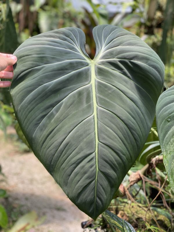 Philodendron gloriosum x melanochrysum 'glorious'