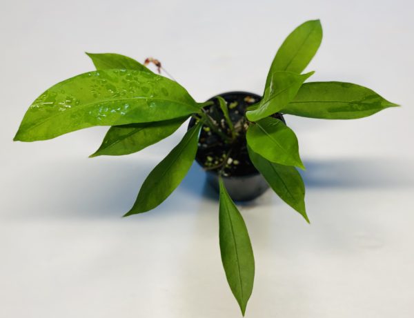 Anthurium gracile - Image 2