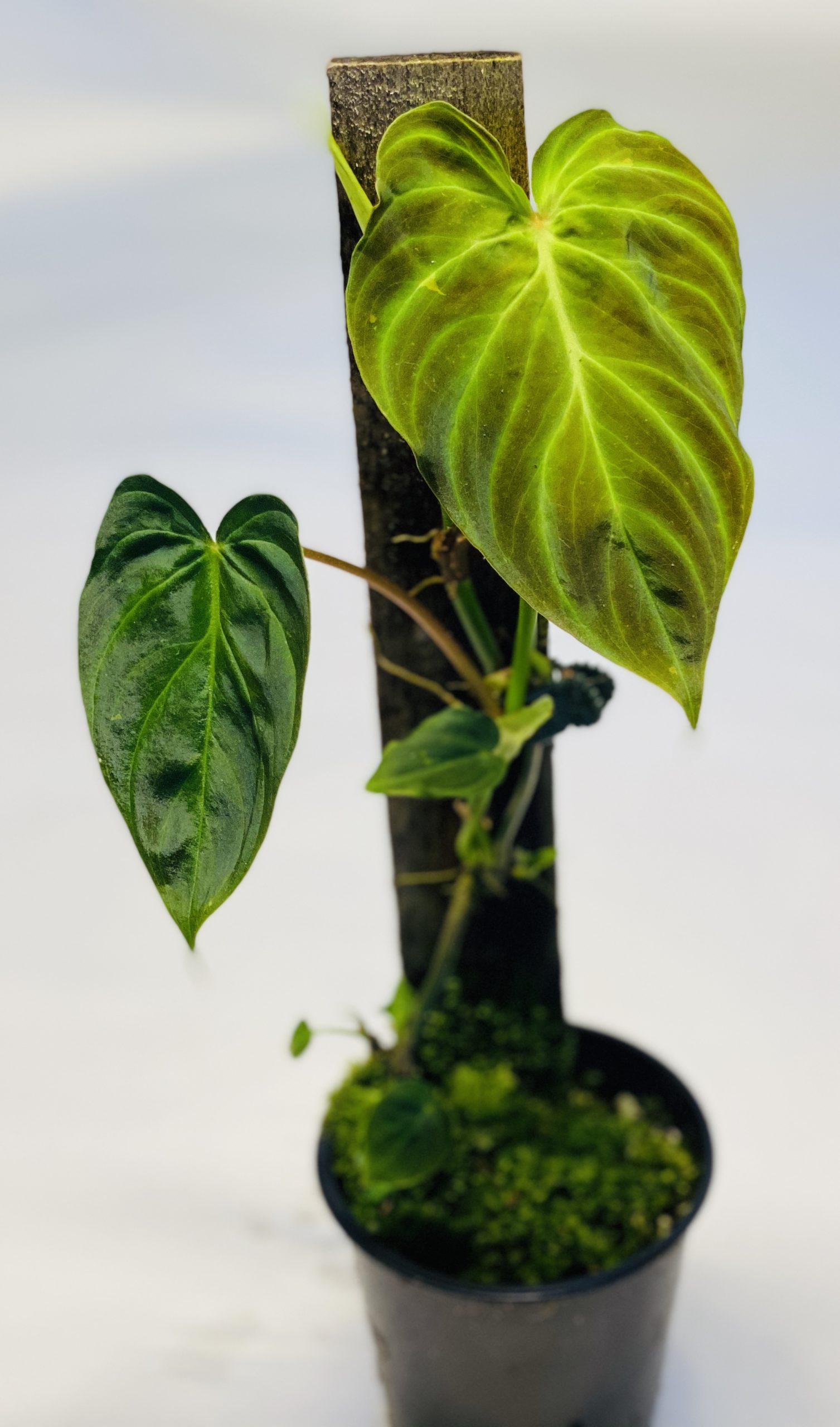 Philodendron verrucosum NSE Tropicals