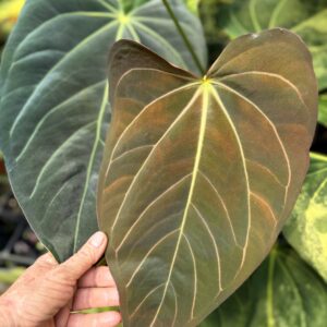 Anthurium carlablackiae x NSE portillae selfed seedlings