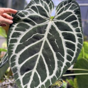Anthurium ‘NSE big silver’ - self