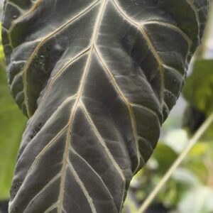5 sprouted seeds Anthurium NSE Curly - self