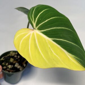 5653 Philodendron gloriosum type 1