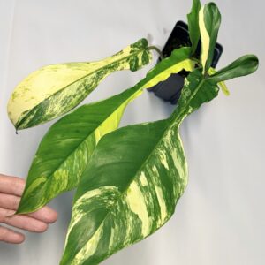 5554 Philodendron joepii variegated