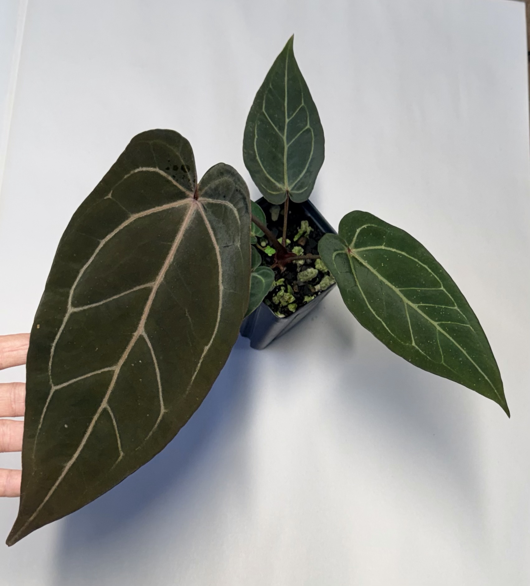 Red velvet cake x Dark and Handsome selfed seedling - Image 2