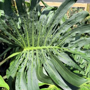 Monstera highly fenestrated
