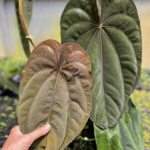 Anthurium dressleri x cirinoi