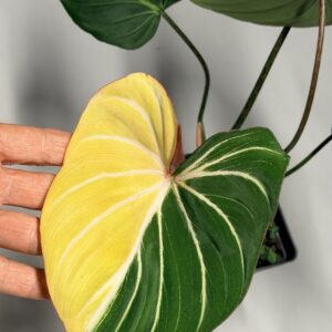 5561 Philodendron gloriosum type 1