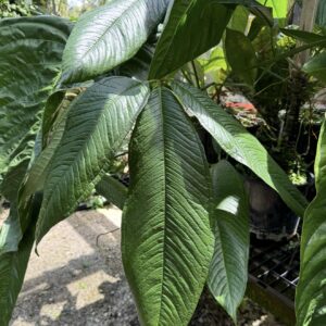 5 sprouted seeds Anthurium moonenii