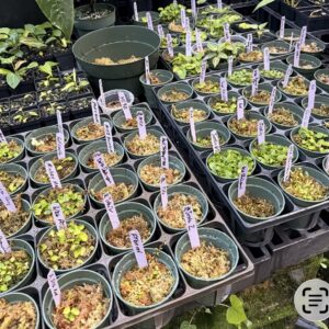 5 different sets of 5 seeds, grower’s choice (that’s me!)