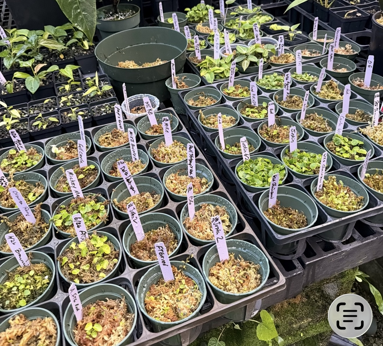 5 different sets of 5 seeds, grower’s choice (that’s me!)