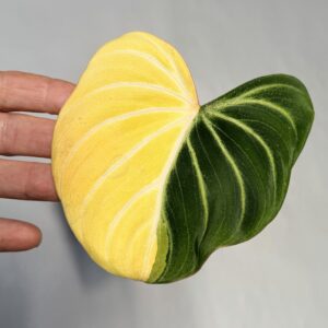 5564 Philodendron gloriosum type 1