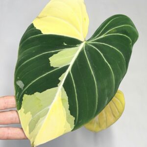 5563 Philodendron gloriosum type 1