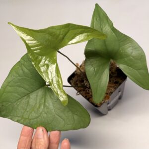 Anthurium diabloense