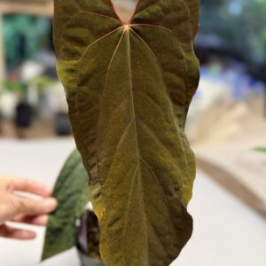 5566 Anthurium RVDP self