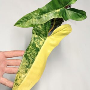 5676 Philodendron Jennifer