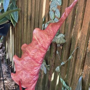 Philodendron ‘Weeks Red’